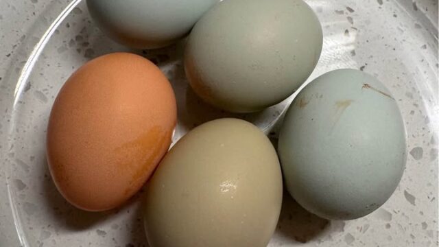 609798845_1406134161168316_2529719238401412290_n